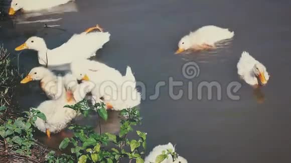 一群白色的鸭子在运河里游泳夏季白天室外视频的预览图