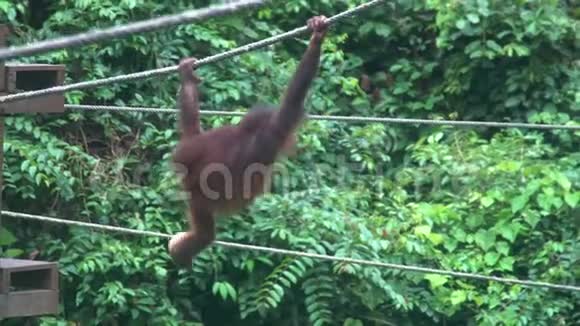 小猩猩PongoPygmaeus在喂食平台吃水果濒危野生动物视频的预览图