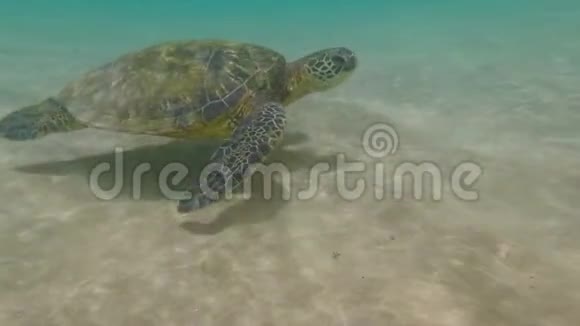 海龟在水下爬行视频的预览图