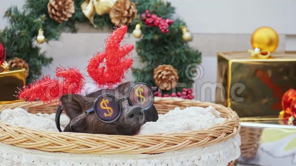 一只小猪带着圣诞鹿角和聚会用的太阳镜躺在篮子里视频的预览图