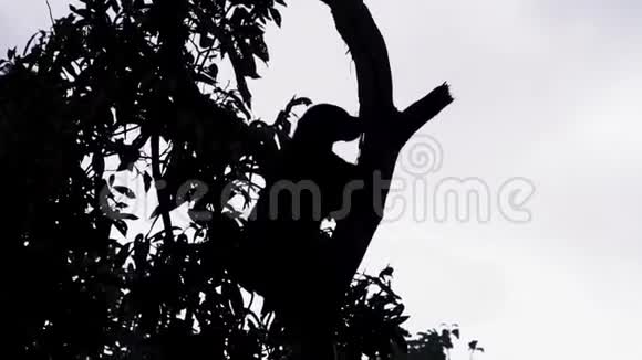 太阳熊的剪影马来亚纳斯攀援树濒临灭绝的地方性龙脑动物视频的预览图