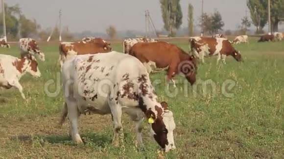 奶牛在牧场放牧视频的预览图