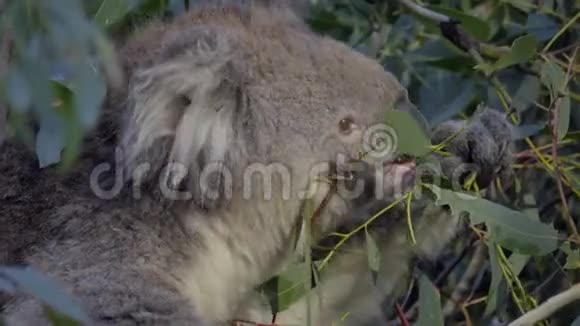一只考拉熊在树叶上用餐的近镜头视频的预览图