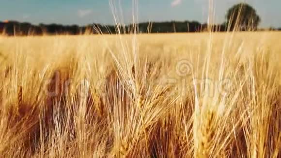 金色成熟的麦穗顶着蓝天白云全高清1080p慢速慢动作视频的预览图