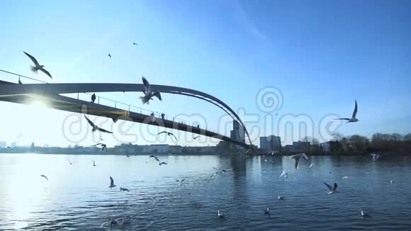 桥景成群鸟飞湖塘水缓视频的预览图