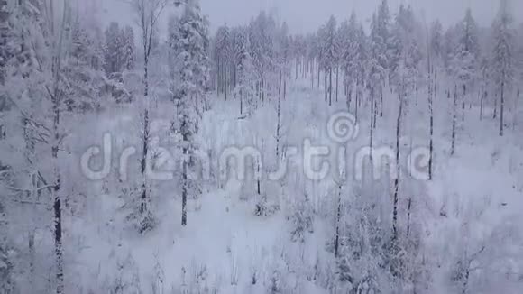 薄雾笼罩在白雪皑皑的树林之上视频的预览图