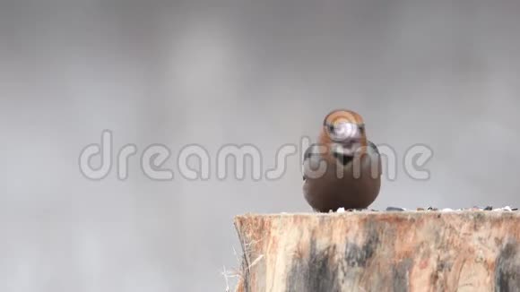 栖息在冬季鸟类饲养器上的鹰翅目球虫视频的预览图