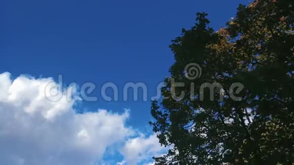 蓝天与云和树视频的预览图