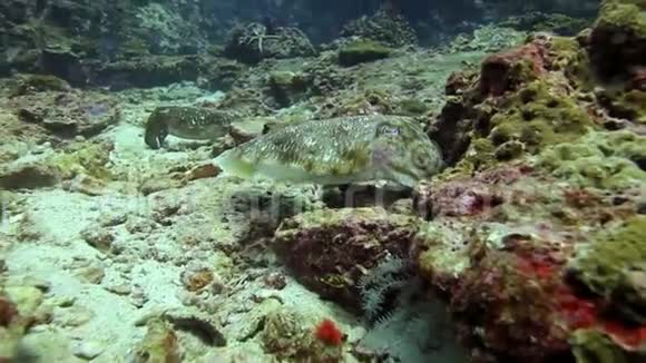 大型鱿鱼盘旋在海底视频的预览图