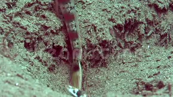 在祖鲁海洞附近的沙滩上虎头蛇尾的牛翅虾在空中盘旋视频的预览图