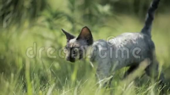 有趣的年轻格雷德文雷克斯小猫在绿草中英国品种的短发猫慢动作斯隆莫视频的预览图