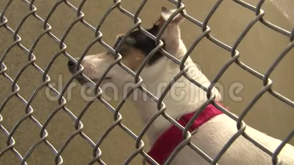 杰克罗塞尔猎犬在笼子里四处张望视频的预览图