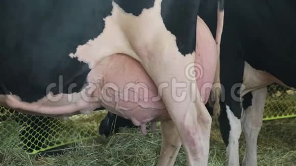 荷斯坦奶牛充分的乳房准备挤奶农场视频的预览图