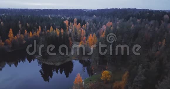 空中无人机观湖和森林在树木之上俄罗斯风景有松树和冷杉晚上在野外4k视频的预览图
