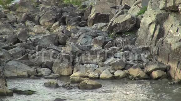 赫伦和鸟儿站在河边的岩石上视频的预览图