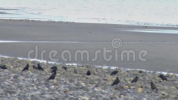 一群乌鸦挂在岩石海滩上视频的预览图
