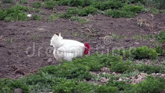 鸡场白莱翁吃种子虫子视频的预览图