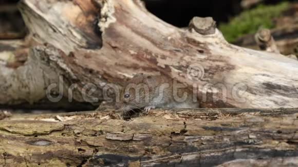 一个可爱的野生银行田鼠Myodes眩光在英国林地的一堆原木中觅食视频的预览图