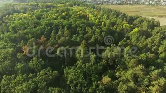 空中观景摄像机从茂密的混合树梢的绿色森林中升起视频的预览图
