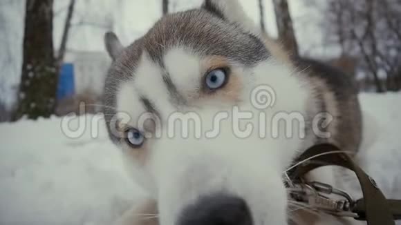 在冬天用雪把哈士奇的狗紧紧地抱起来慢慢地吃骨头视频的预览图