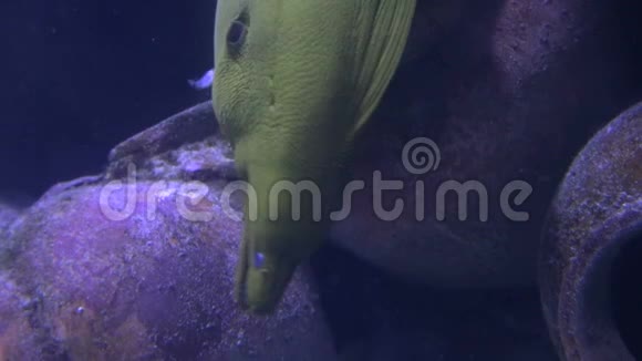 大鳞鱼漂浮在岩石上视频的预览图