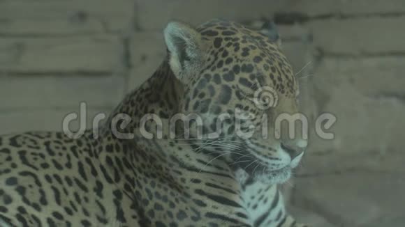 豹在岩石表面闭上眼睛视频的预览图