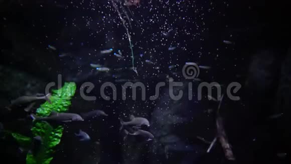 鹦鹉螺象鼻鱼视频的预览图
