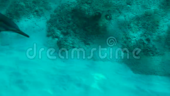 在马库阿谷朝我游来的海豚猫视频的预览图