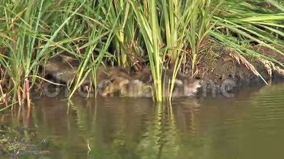 小鸭躲在河边的草地上视频的预览图