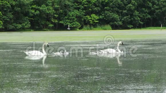 十只鼓手天鹅在池塘边觅食视频的预览图