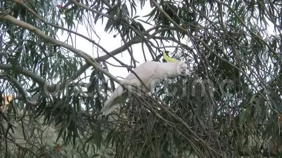 澳大利亚硫磺冠冠鹦鹉在树上视频的预览图