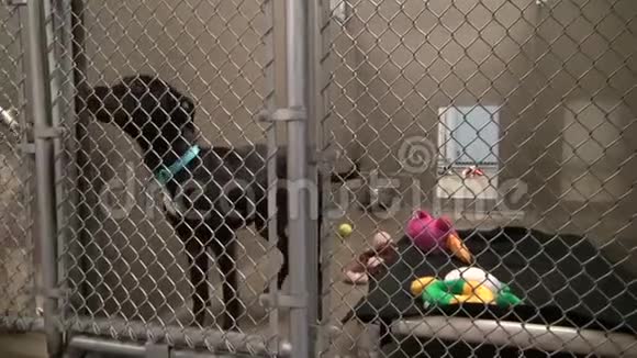 可爱的黑色小狗在笼子里摇尾巴视频的预览图