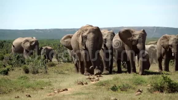 在阿多大象国家公园一大群大象朝镜头走去视频的预览图