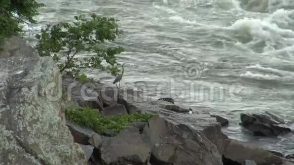 赫伦站在河边的岩石上视频的预览图