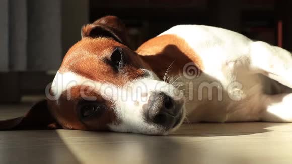 睡在地板上的幼犬杰克罗素视频的预览图