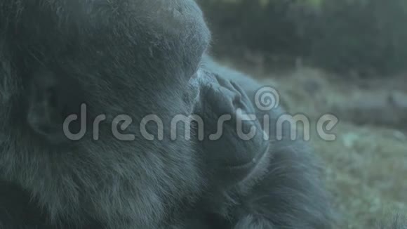 在栖息的肩膀大猩猩后面视频的预览图