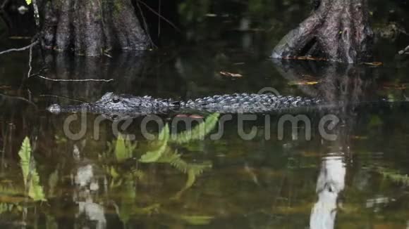 大沼泽地国家公园美国鳄鱼视频的预览图