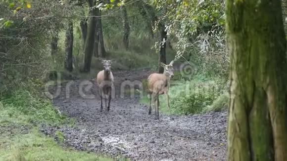 森林中的两只野生红鹿视频的预览图