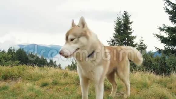 山区快乐的西伯利亚哈士奇狗视频的预览图