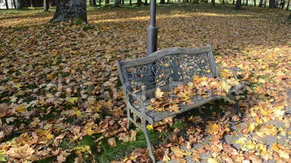 特写装饰公园长椅秋枫树叶动风视频的预览图