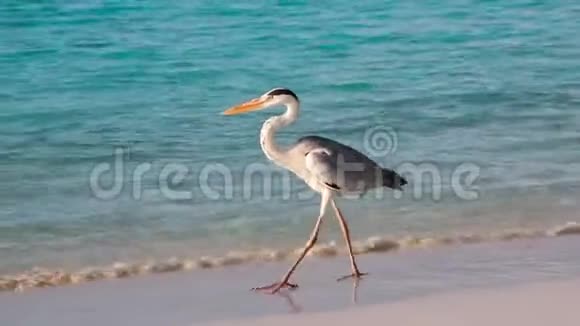 印度洋马尔代夫海滩上的灰视频的预览图