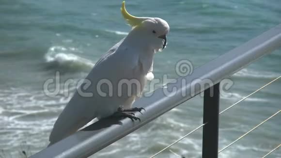 澳大利亚鹦鹉栏杆上走着视频的预览图
