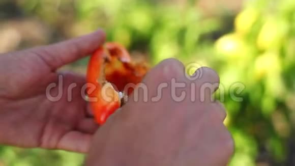 辣椒田被侵染有机农场害虫幼虫昆虫的概念视频的预览图