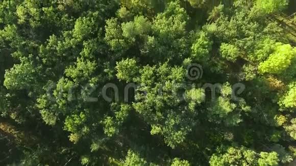 空中观景摄像机从茂密的混合树梢的绿色森林中升起视频的预览图