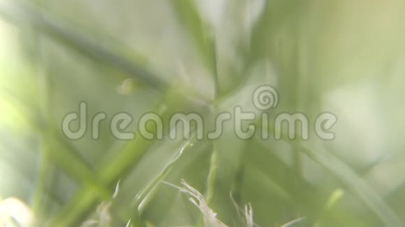 微风穿过草叶视频的预览图
