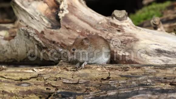 一个甜的野生银行田鼠Myodes眩光在英国林地的一堆原木中觅食视频的预览图