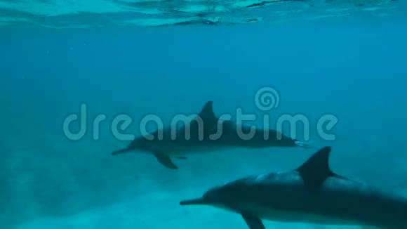 海豚配对游泳在马库阿谷视频的预览图