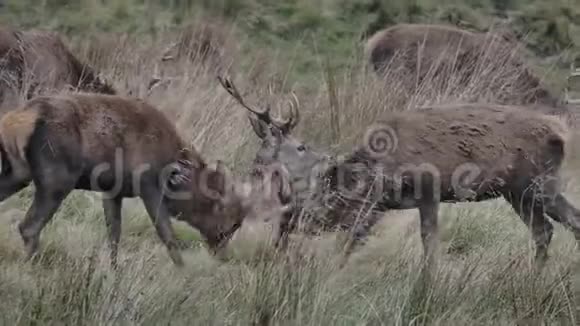 红鹿在鹿辙处鹿视频的预览图