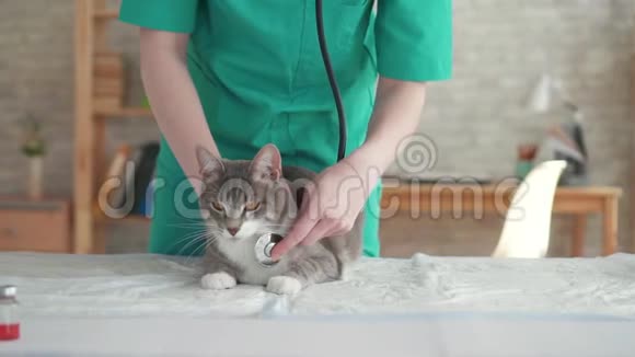 女子兽医猫检查与听诊器关闭视频的预览图