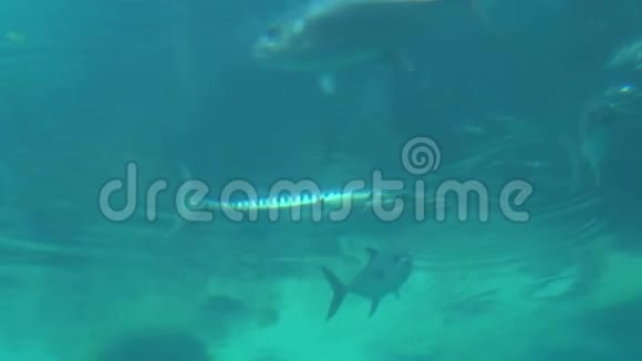 梭鱼和鱼在水面附近游泳视频的预览图